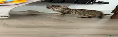 Bengal 3