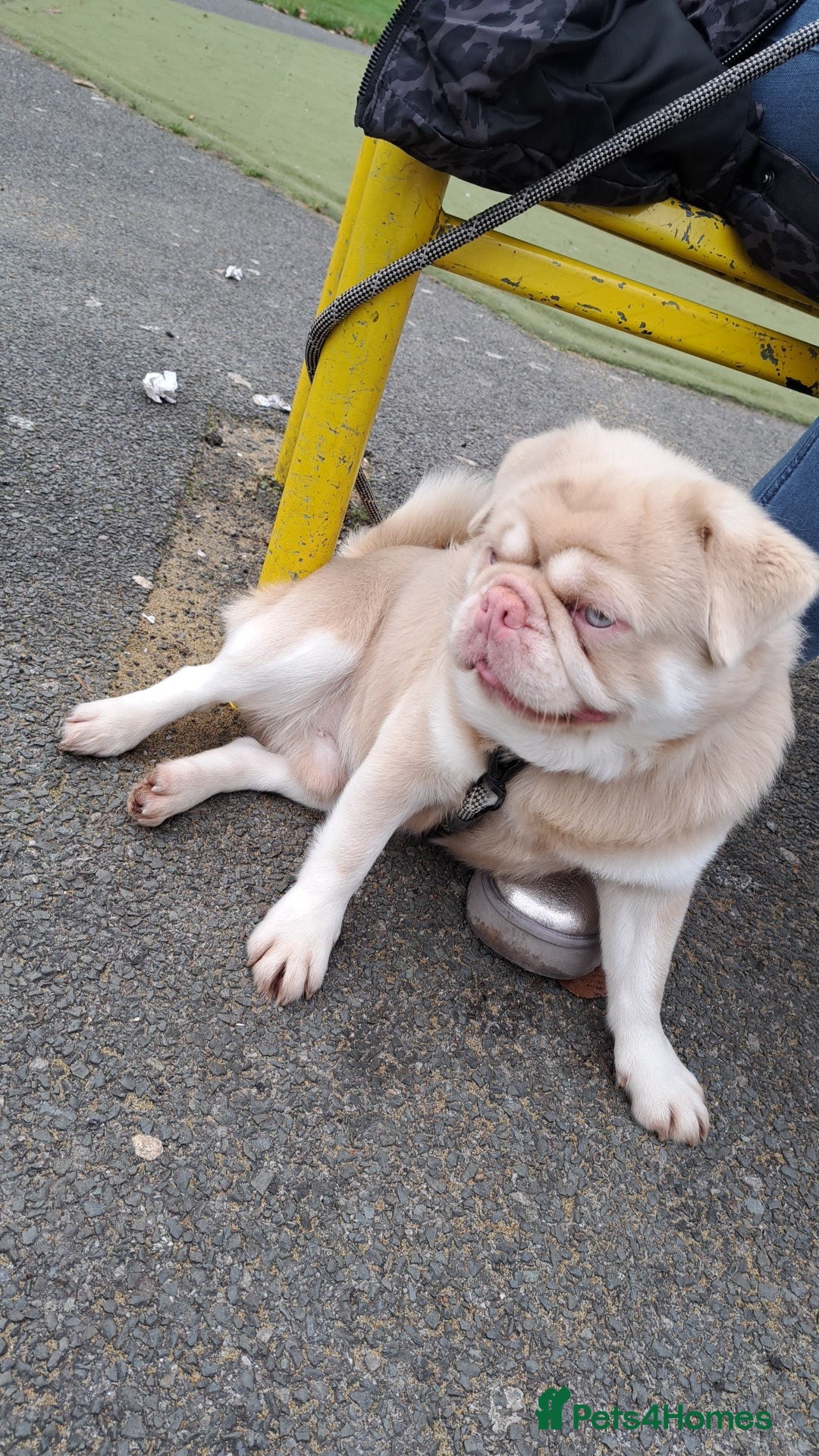 Pug dogs for stud: Pink and Tan Pug for stud striking blue eyes 💙 in Wigan - Advert 2