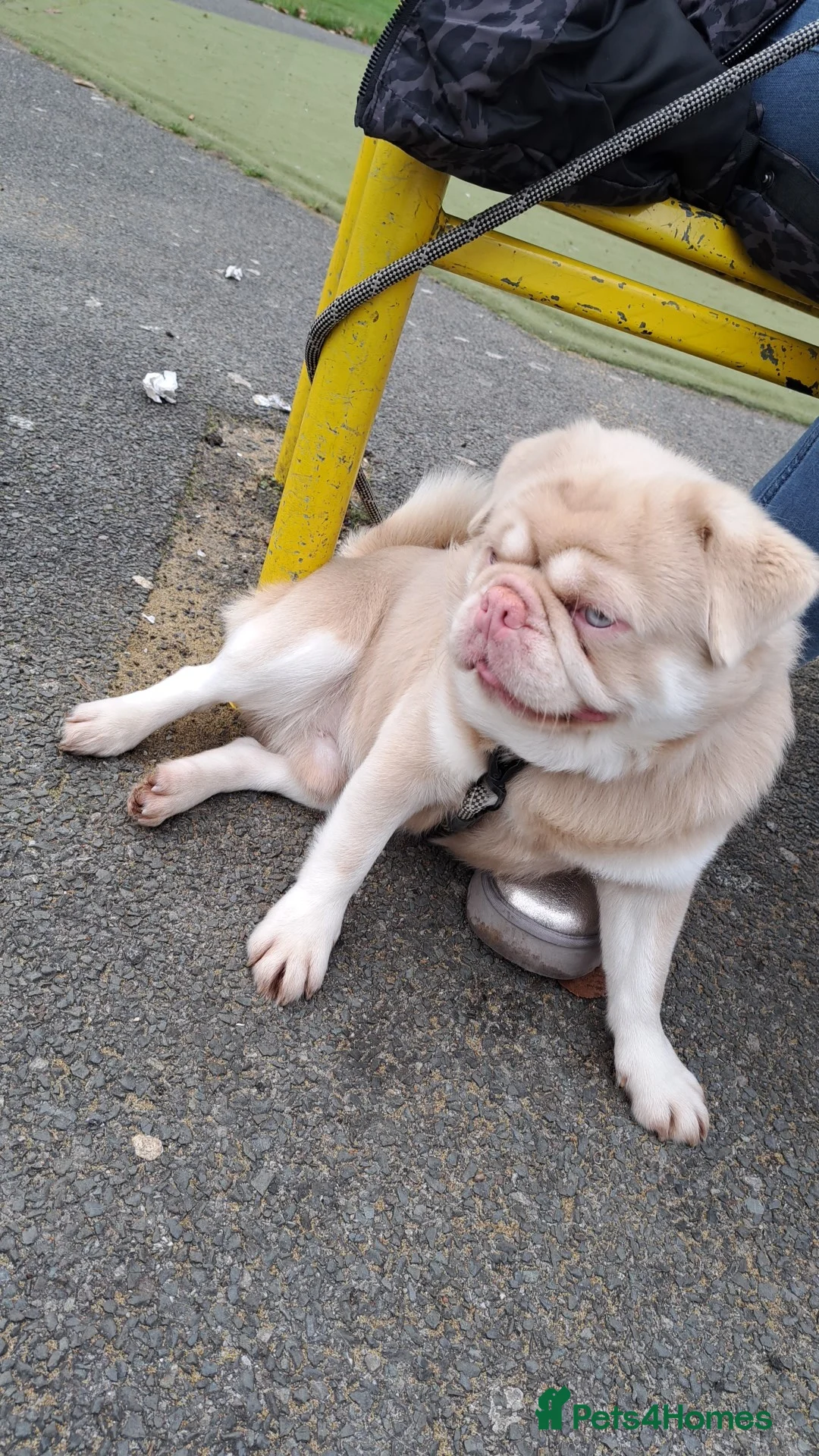 Pug dogs for stud: Pink and Tan Pug for stud striking blue eyes 💙 in Wigan - Advert 2