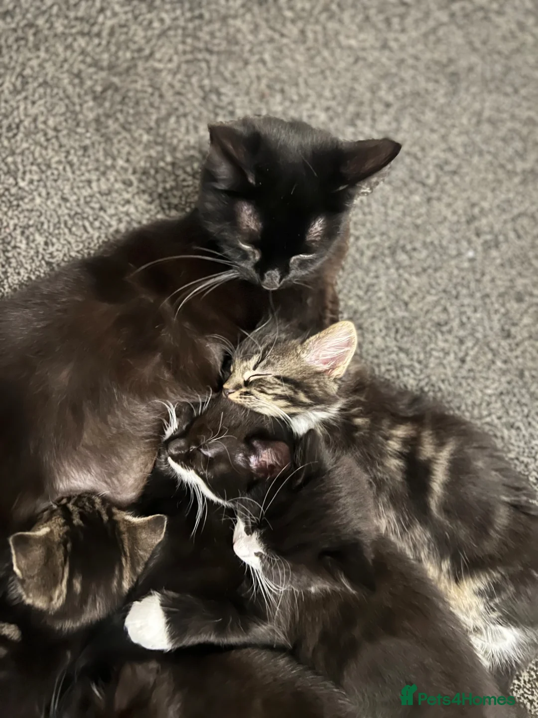 Mixed Breed cats for sale: Adorable kittens looking for their forever homes!  - Advert 2