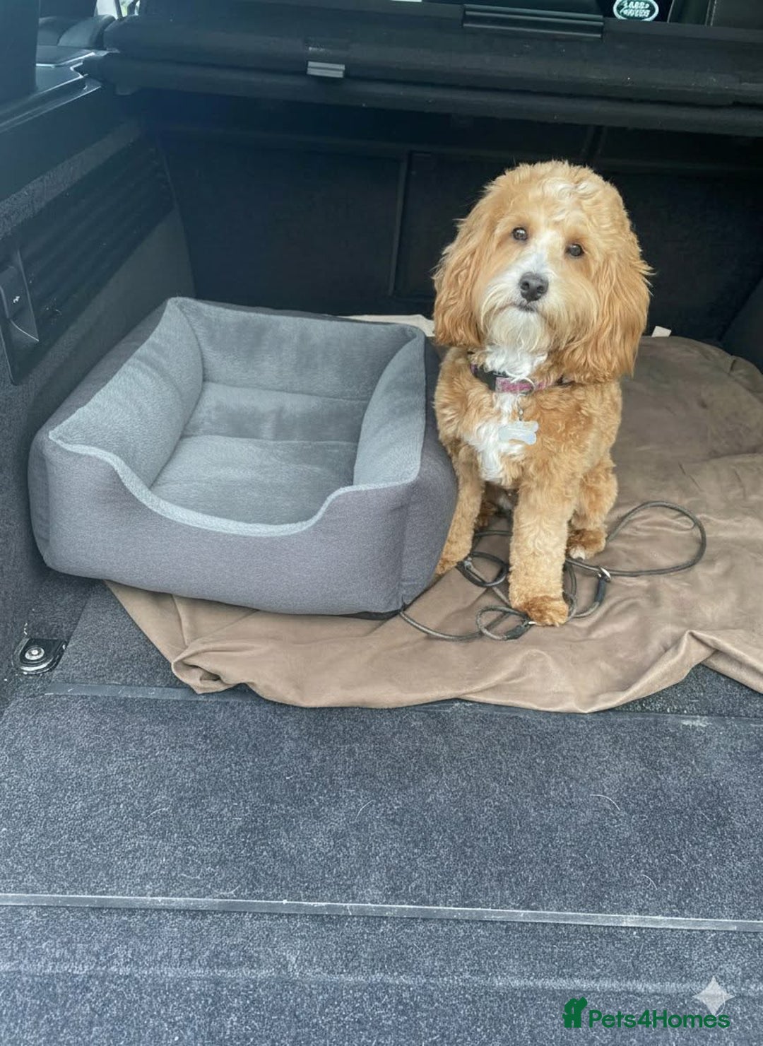 Cavapoo dogs for sale: DNA clear health tested puppies - Advert 6