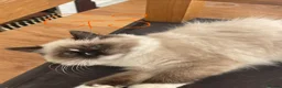 Ragdoll cats for sale: Very fluffy Cats for sale  - Advert 9