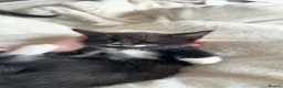 Mixed Breed cats for sale: black and white kittens  - Advert 2