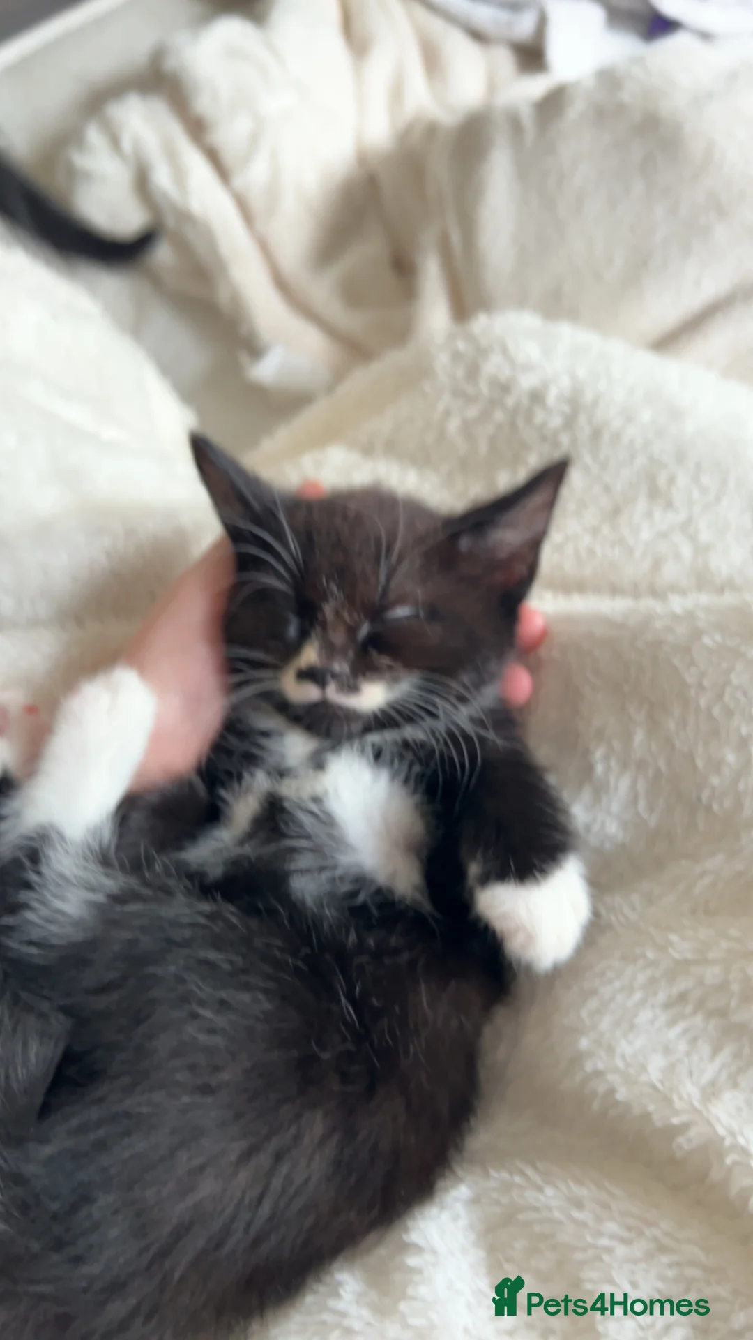 Mixed Breed cats for sale: black and white kittens  - Advert 2