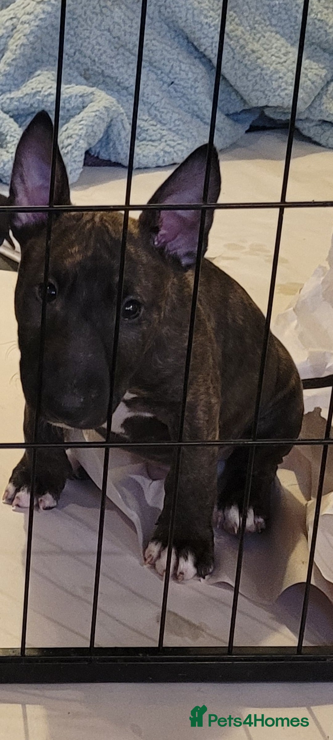 English Bull Terrier dogs for sale: ENGLISH BULL TERRIER,LITTER DUE 8TH OCTOBER  - Advert 28