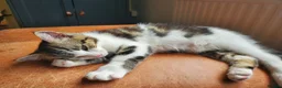 Domestic Shorthair cats for sale: 3 male and 1 female kittens born 15/2/26 in Worthing - Advert 3