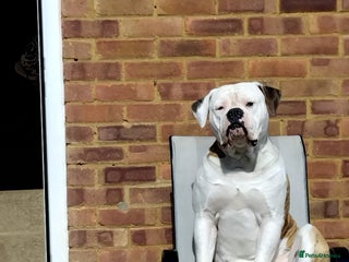 American Bulldog dogs - Advert 5