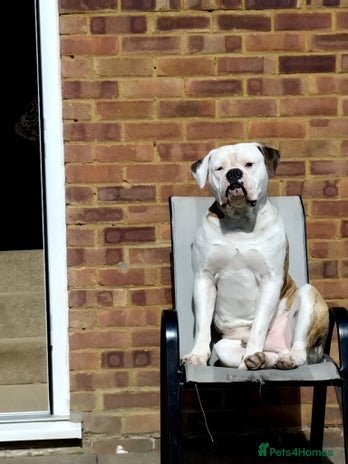 American Bulldog dogs - Advert 1