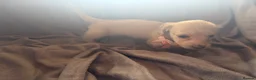 Miniature Dachshund dogs for sale: Cream Long Haired Pups KC - Advert 17