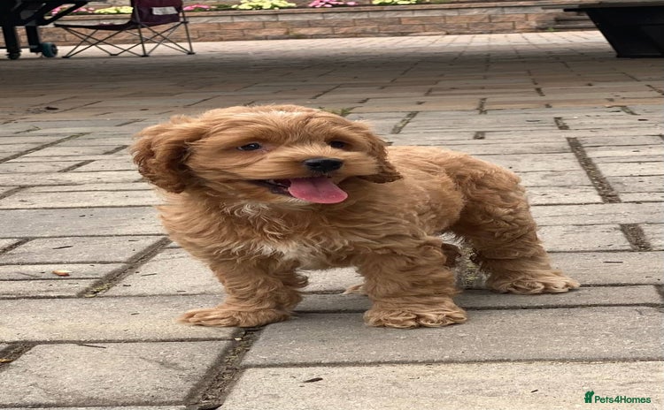 Cockapoo dogs - Advert 10