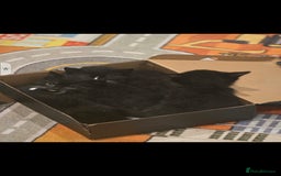 British Shorthair cats for sale: Lovely kittens  - Image 19