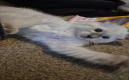 Ragdoll cats for sale: 4 energetic ragdoll fluffballs  - Image 12