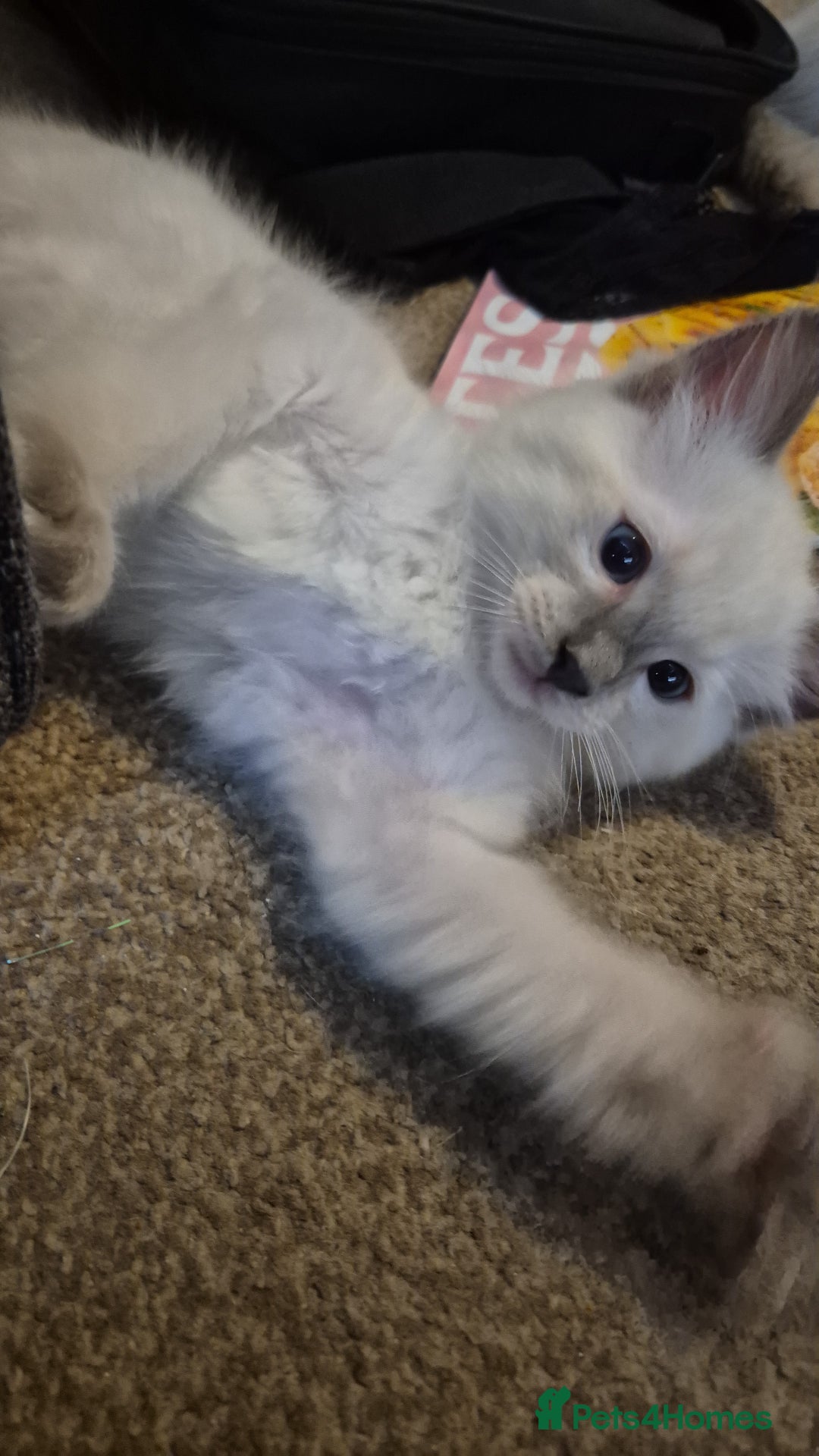 Ragdoll cats for sale: 4 energetic ragdoll fluffballs  - Image 12