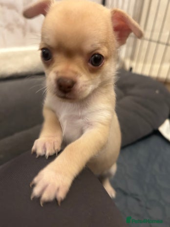 Chihuahua dogs - Advert 10