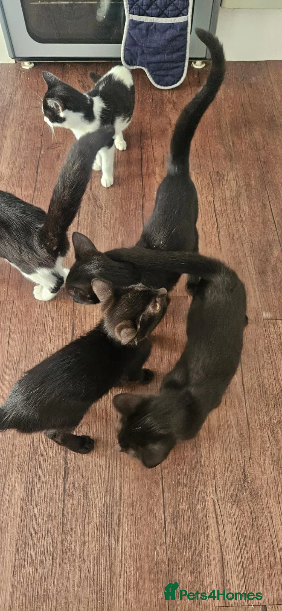 Mixed Breed cats for sale: £20 kittens for sale  - Advert 5