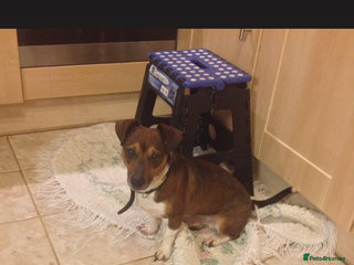 Jack Russell dogs Jack russell for stud in Wednesbury - Advert 3