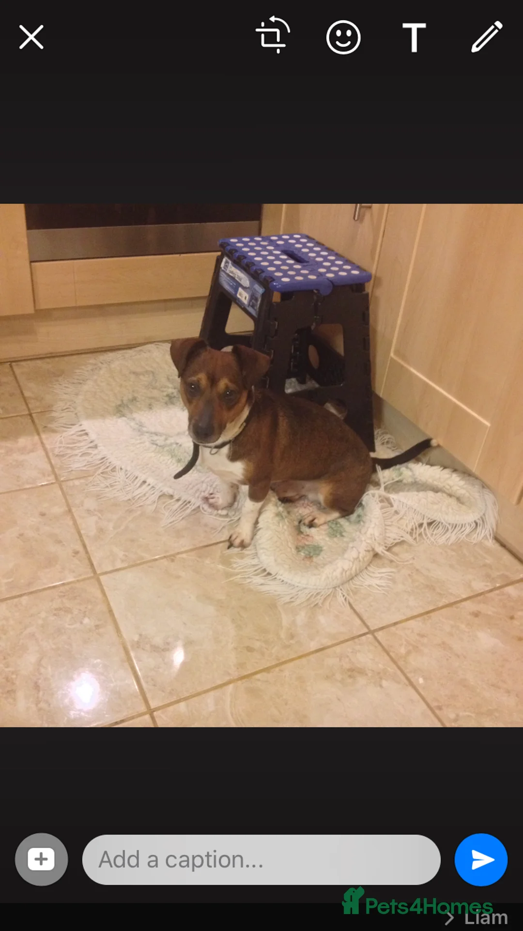 Jack Russell dogs for stud: Jack russell for stud in Wednesbury - Advert 1