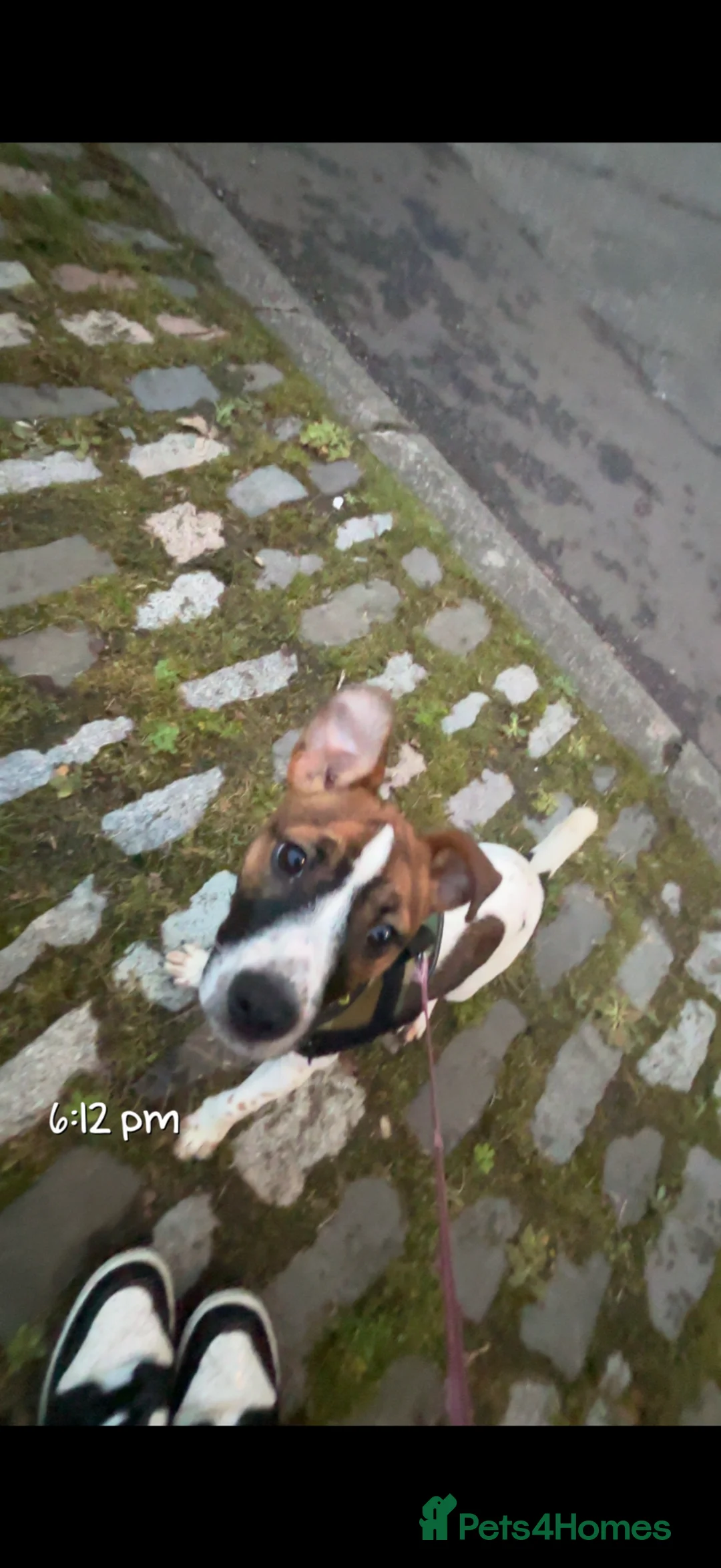 Mixed Breed dogs for sale: Border Jack (Jack Russel x Border Terrier) in Lochgelly - Advert 2