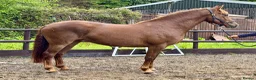 Irish Sports horses for sale: WPB Quality 4yr Old - Advert 4
