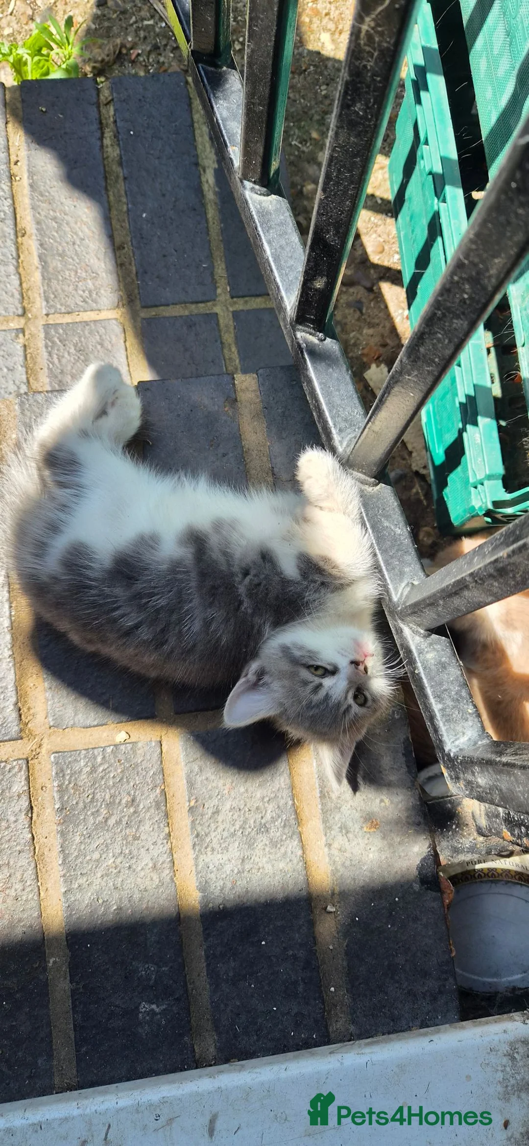 Mixed Breed cats for sale: 3 fluffy adorable kittens for sale in London - Advert 2