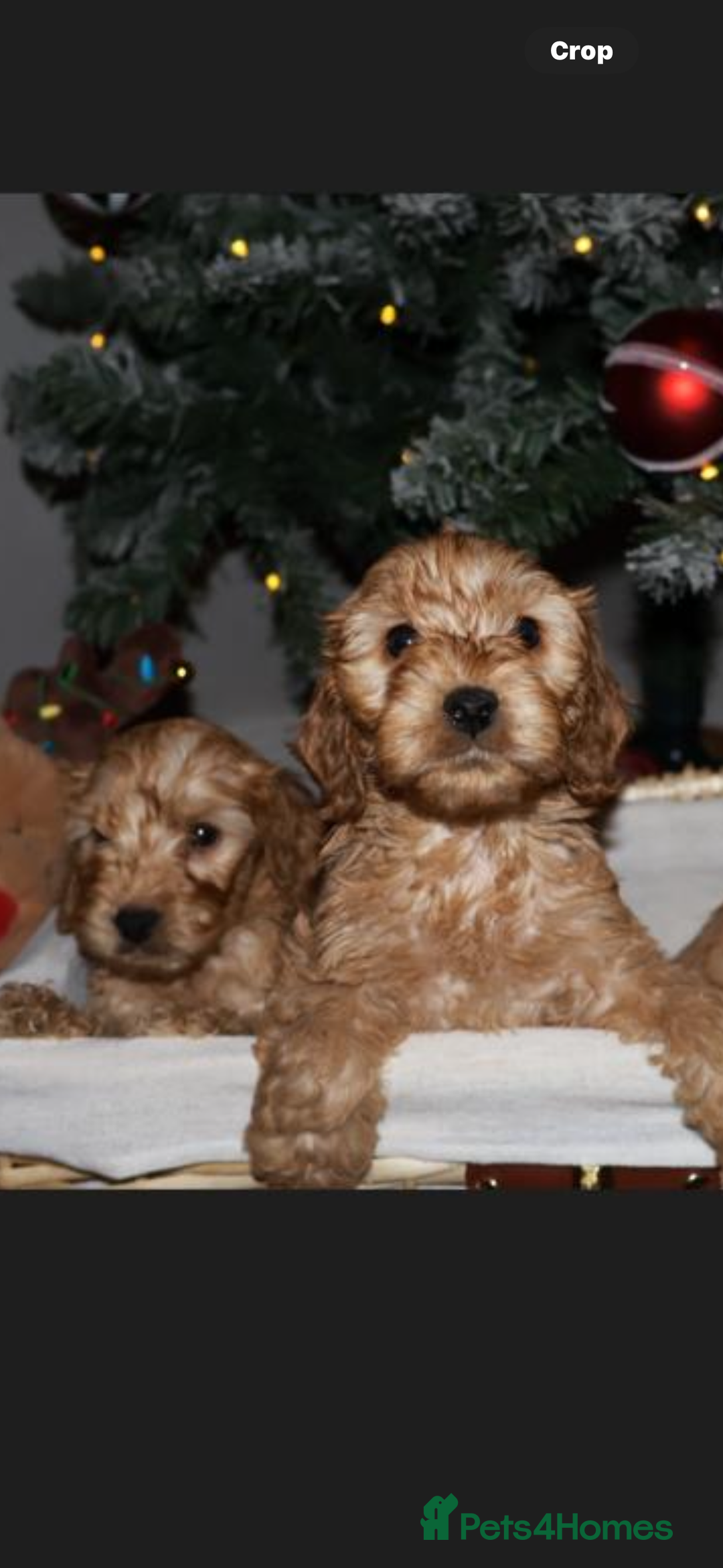 Cockapoo dogs for sale: F1 RARE VILLASPANIOL CHAMPION LINE  COCKAPOOS  - Advert 1