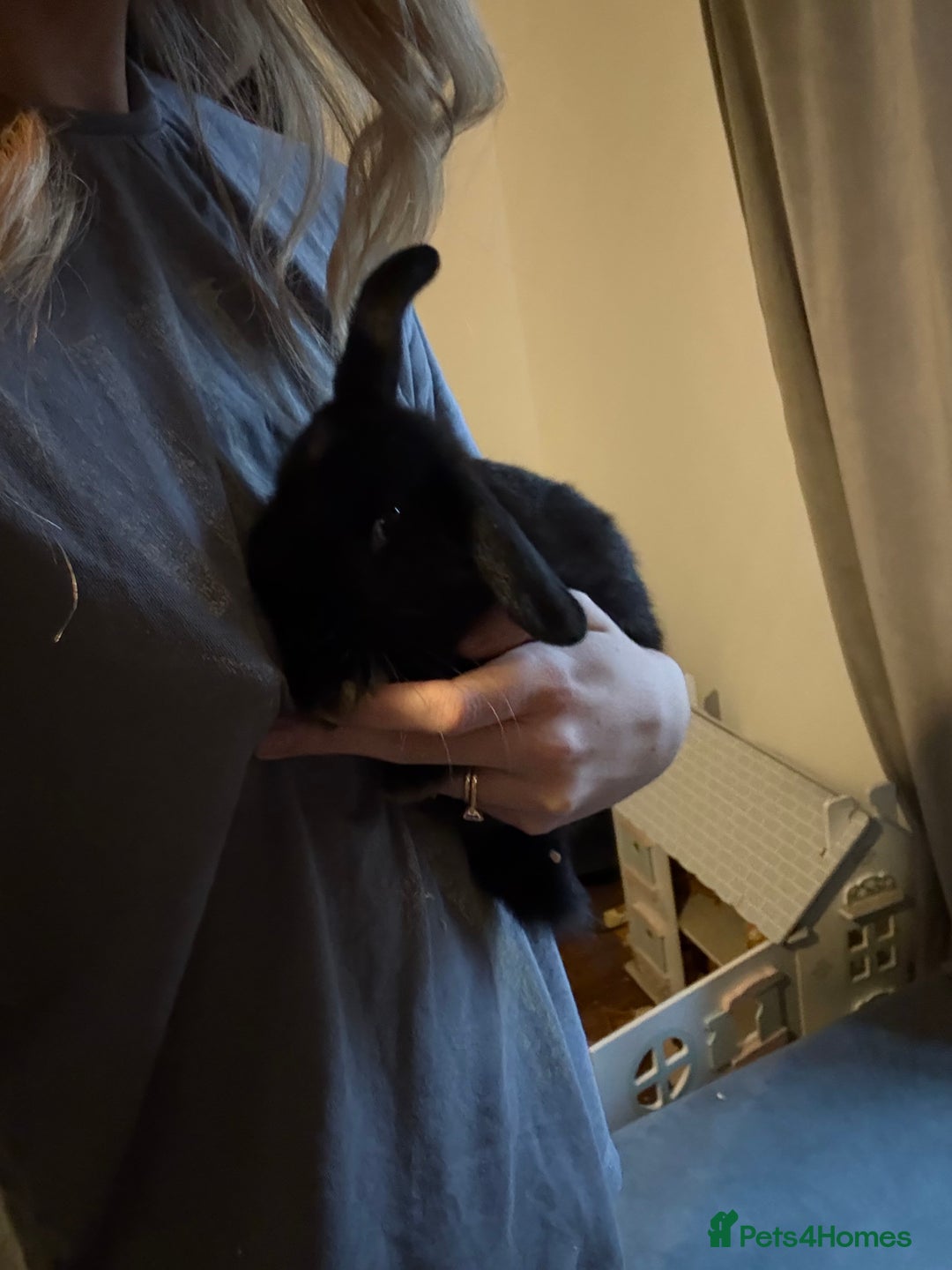 French Lop rabbits for sale: Lop bunnie  - Advert 3