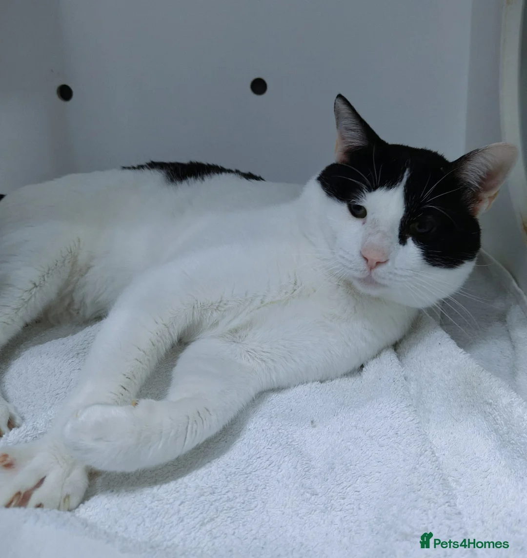 Mixed Breed cats for adoption: Zoom - playful and cuddly  - Advert 2