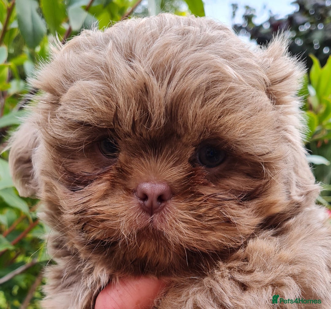 Chocolate Shih Tzu Akc Shih Tzu For Sale Chocolate Shih Tzu For