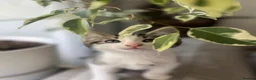 Mixed Breed cats for sale: Three kittens ready now in Torquay - Advert 13