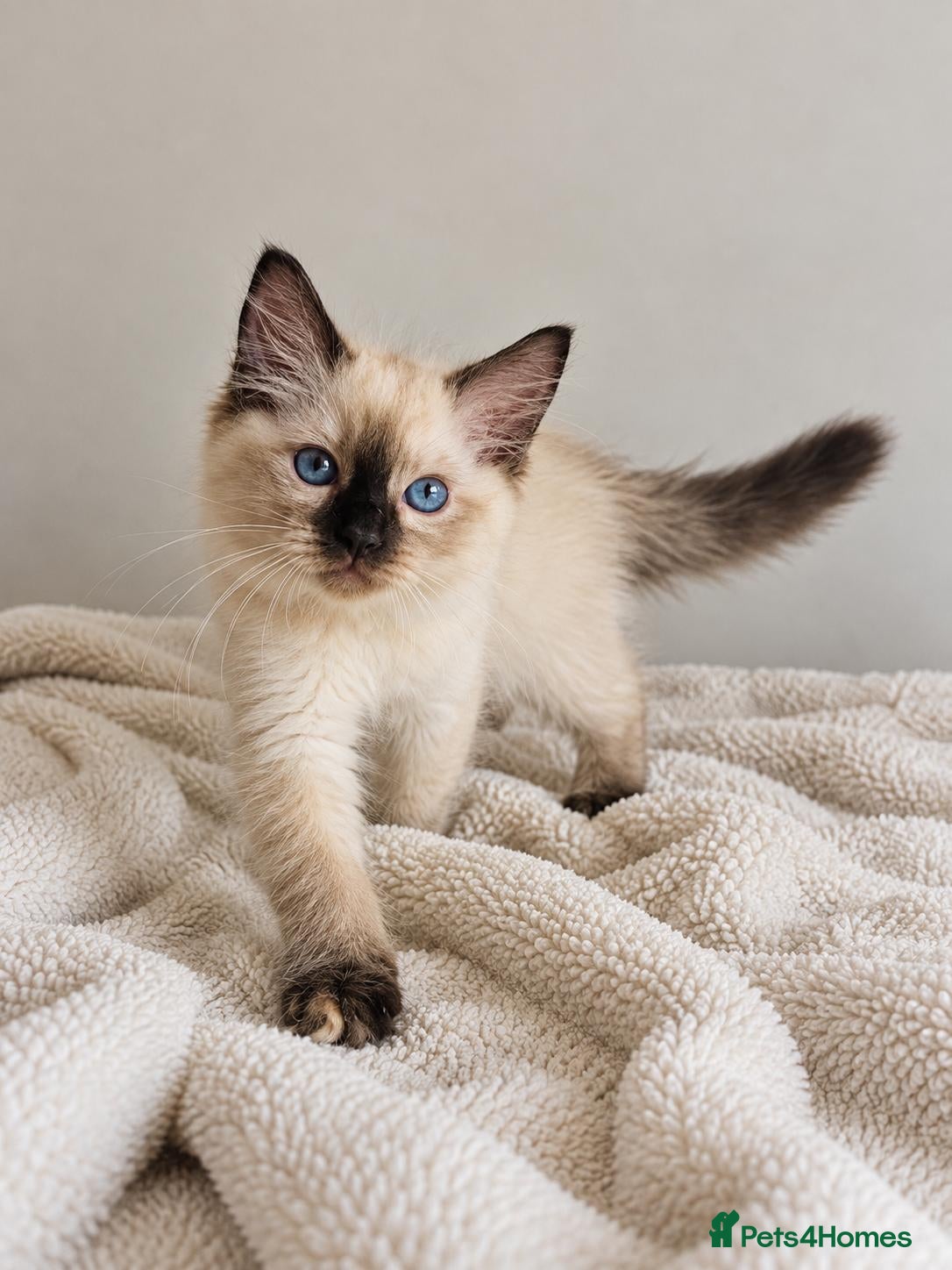 Ragdoll cats GCCF Ragdoll Kittens - Fully Vacc & Health Checked - Advert 2