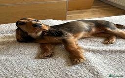 Cocker Spaniel dogs for sale: Outstanding Show Cocker Spaniel DNA Tested - Advert 17