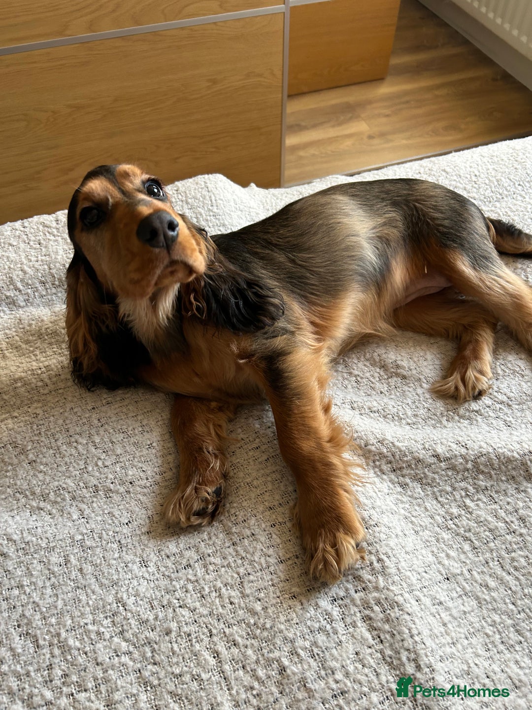 Cocker Spaniel dogs for sale: Outstanding Show Cocker Spaniel DNA Tested - Advert 17