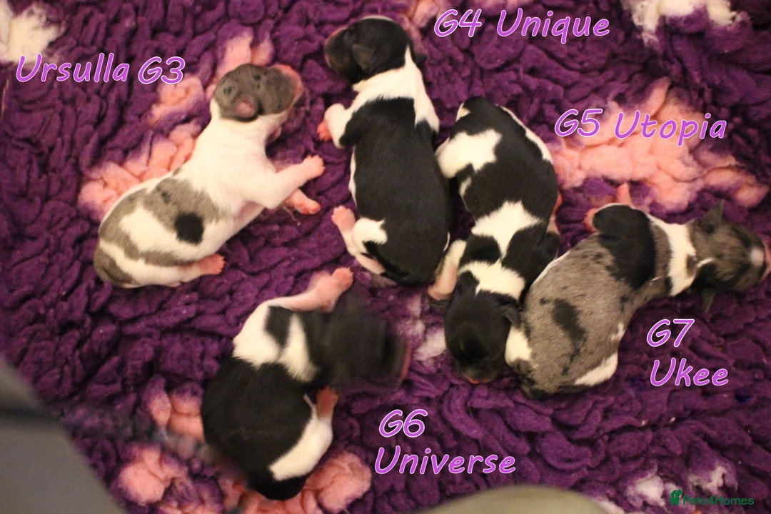 Biewer Terrier dogs for sale: ✨ Stunning Biewer & Merle Yorkies – Ready Apr 25 ✨ - Advert 3