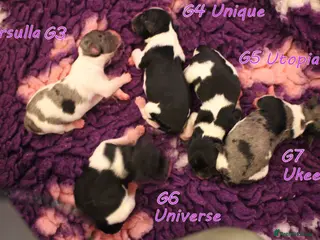 Biewer Terrier dogs ✨ Stunning Biewer & Merle Yorkies – Ready Apr 25 ✨ - Advert 2