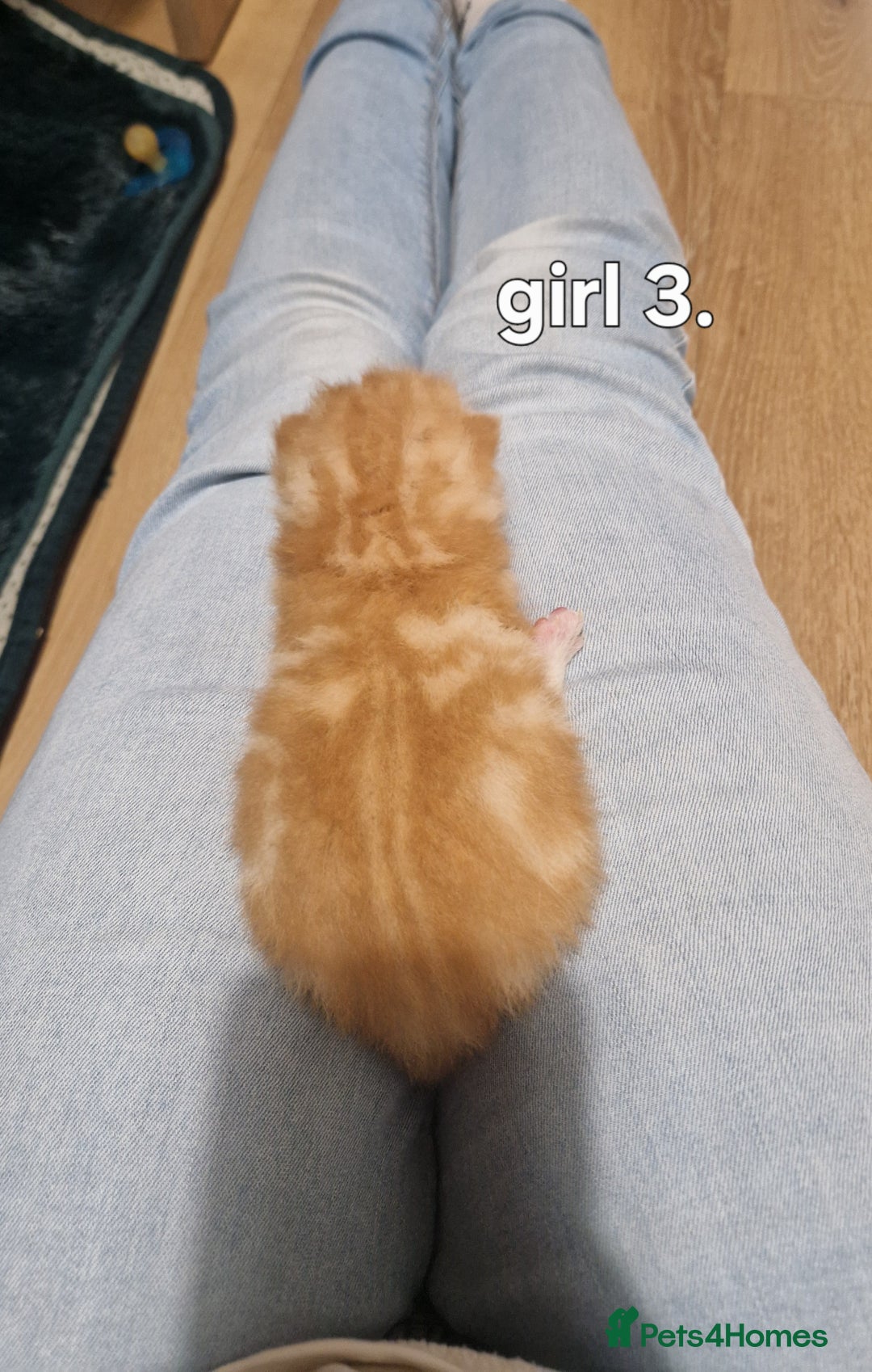 Siberian cats for sale: Siberian/bengal cross - Image 7