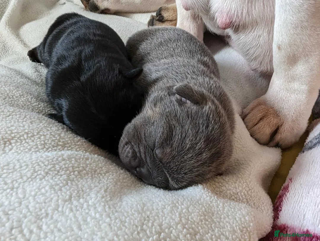 English Bulldog dogs for stud: Proven Full suit lilac and tan KC Bulldog for stud in Huddersfield - Advert 5