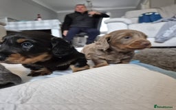 Dachshund dogs for sale: Dachshund - Image 14