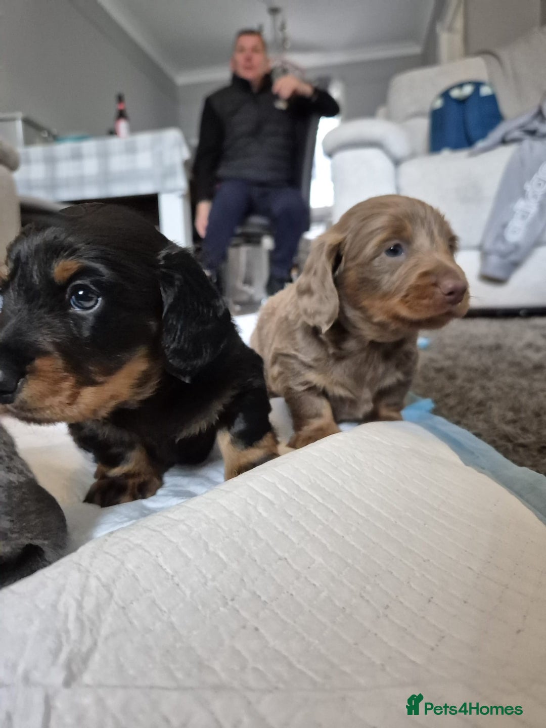 Dachshund dogs for sale: Dachshund - Image 14