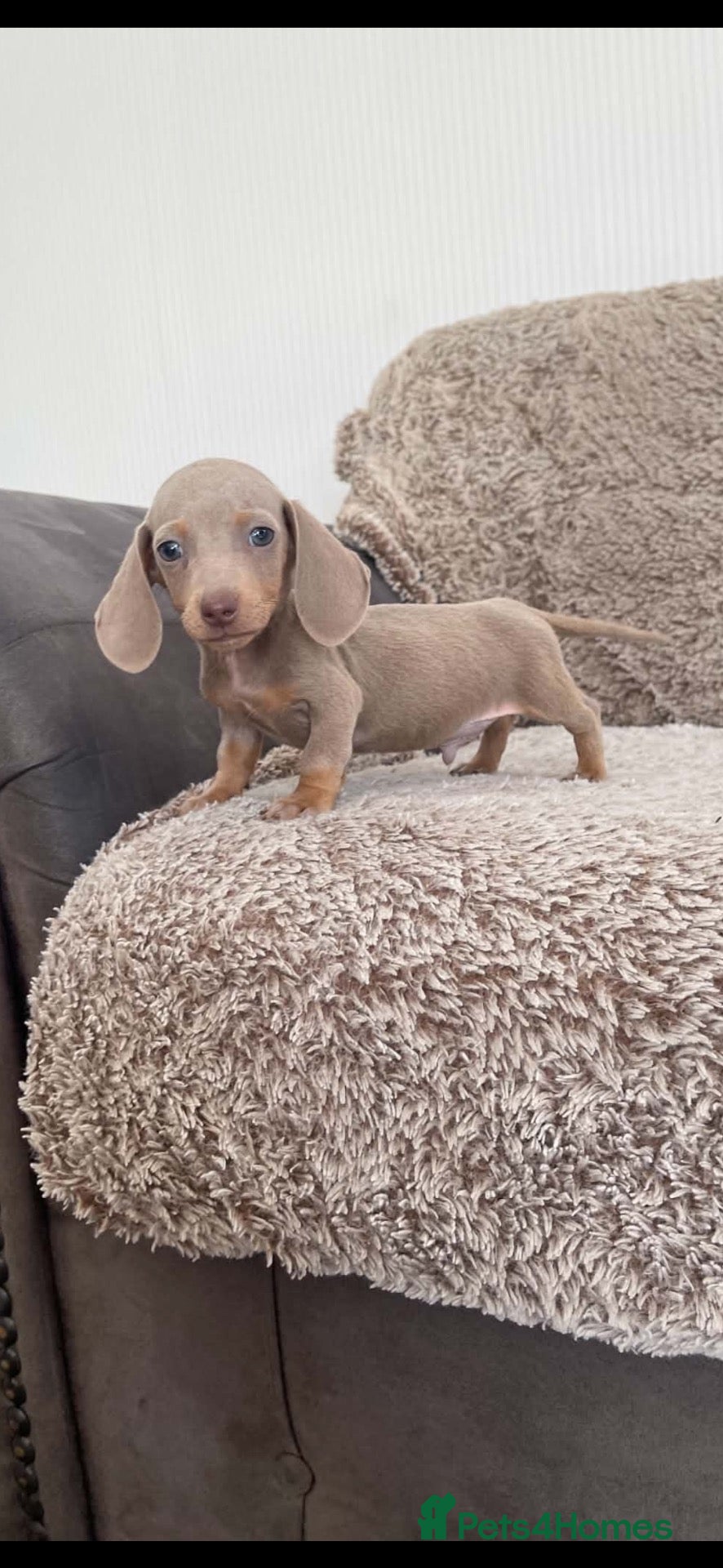 Miniature Dachshund dogs Miniature smooth hair dachshund   - Advert 2