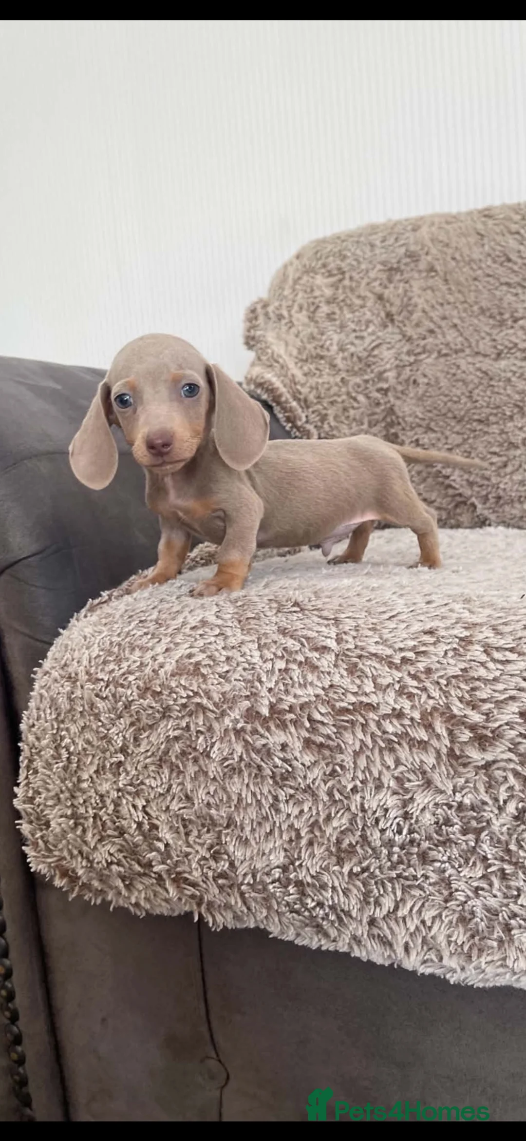 Miniature Dachshund dogs for sale: Miniature smooth hair dachshund   in Stourport-on-Severn - Advert 2