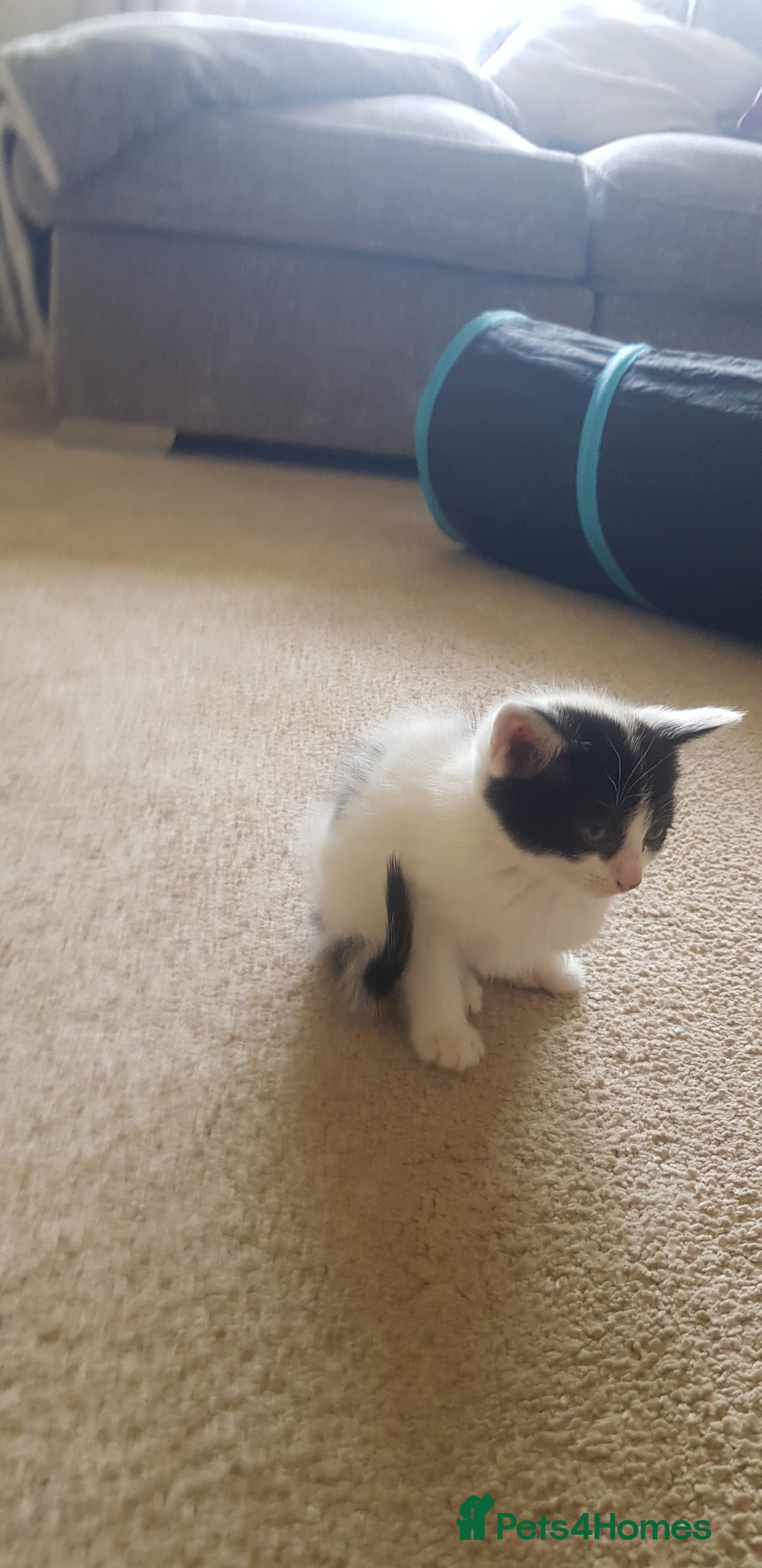 Mixed Breed cats for sale: 5 baby kittens for sale  in Renfrew - Image 12