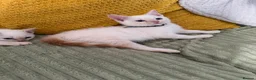 Mixed Breed cats for sale: Twin boys need to go together  - Advert 10