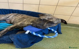 Cane Corso dogs for adoption: Nile  in Leicester - Image 7
