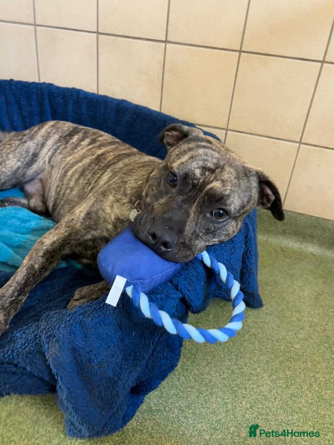 Cane Corso dogs for adoption: Nile  in Leicester - Image 7