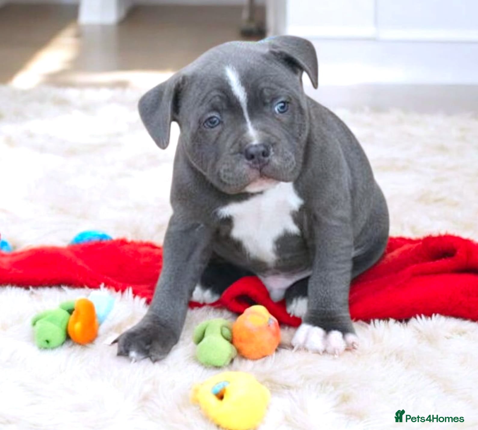 Staffordshire Bull Terrier dogs SOLID BLUE TEDDY BEARS STAFFS 🐻  - Advert 3