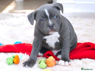 Staffordshire Bull Terrier dogs SOLID BLUE TEDDY BEARS STAFFS 🐻 - Advert 3