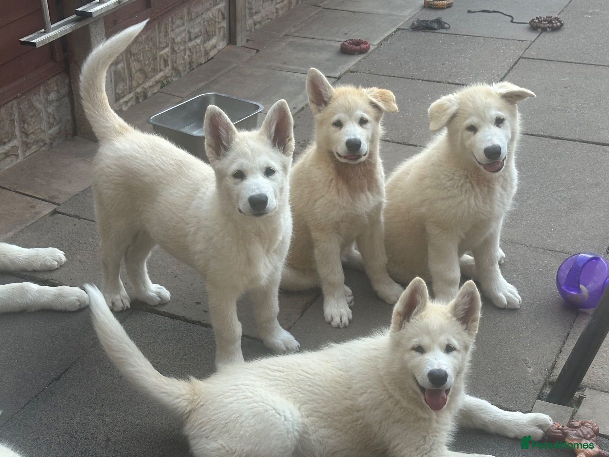Alaskan Malamute dogs Pure beautiful Alaskan Malamute pups - Advert 2