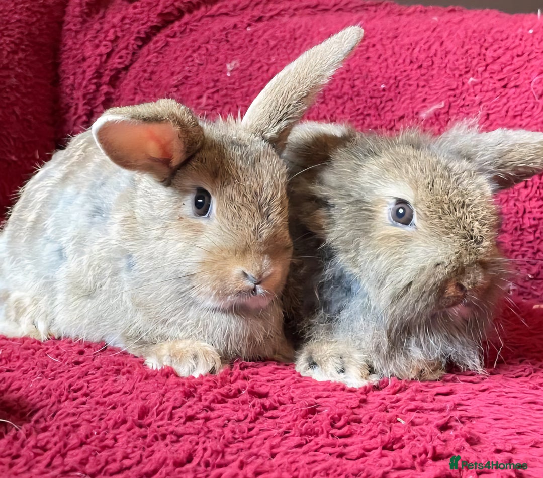 Mixed Breed rabbits for sale: Minilop, lionhead and mixed breed baby rabbits. - Image 6