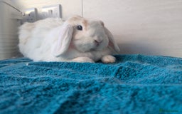 Angora rabbits for sale: Bonded Pair of Rabbits Looking for Forever Home - Image 6