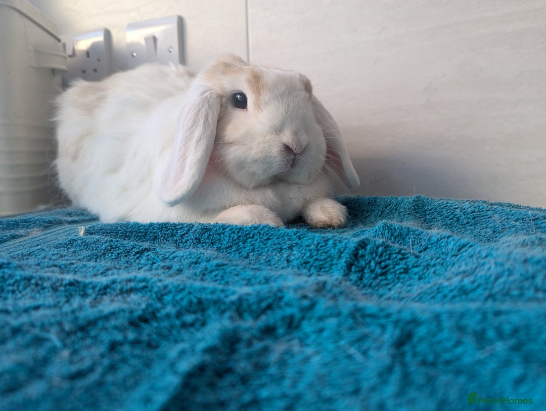 Angora rabbits for sale: Bonded Pair of Rabbits Looking for Forever Home - Image 6